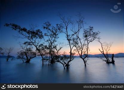 mangrove trees sunset on water