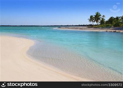 mangrove turquoise river mouth Caribbean sea in mexico