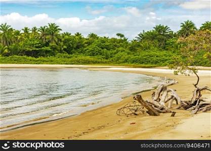 Mangrove vegetation on the edge of the beach surrounded by coconut trees in Serra Grande on the coast of Bahia. Mangrove vegetation on the edge of the beach