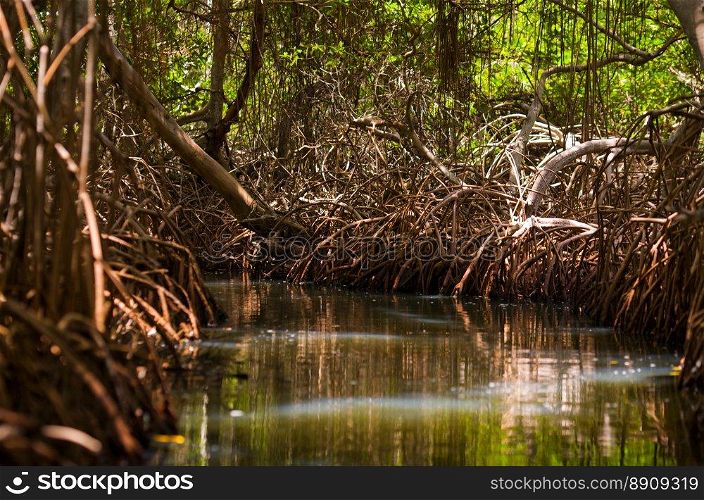 mangrove woods in National Park La Restinga, Margarita Island, Venezuela