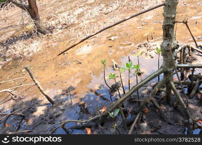 Mangroves