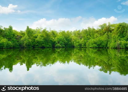 Mangroves and blue sky