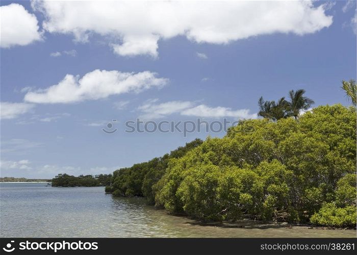 Mangroves are salt tolerant shrubs or small trees, also called halophytes, that grow in coastal saline or brackish water of the tropical Australia