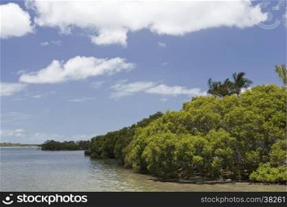 Mangroves are salt tolerant shrubs or small trees, also called halophytes, that grow in coastal saline or brackish water of the tropical Australia