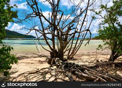 Mangroves at low tide, Seychelles