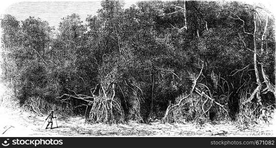 Mangroves equatorial rivers, vintage engraved illustration. Le Tour du Monde, Travel Journal, (1865).
