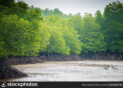 mangroves in Phuket Thailand