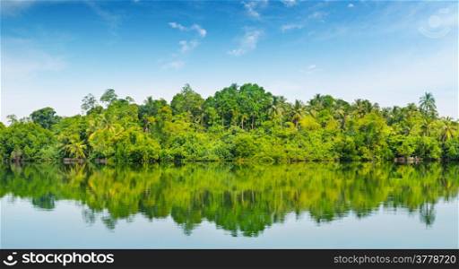 mangroves on the bank of the river and the blue sky
