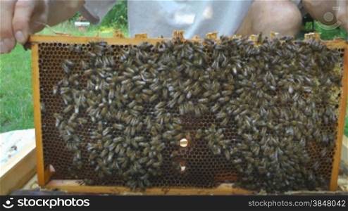 Mann holt Bienen aus dem Stock