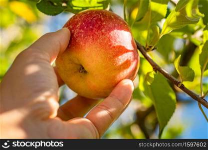 Mans hand delicately picking an fresh apple straight from tree. Bright sunny background. Mans hand delicately picking an fresh apple straight from tree.