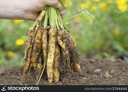 Mans hand holding a large bunch of organic yellow carrots harvested from an allotment.