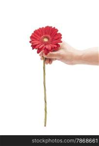 Mans hand holding red gerbera daisy isolated on white