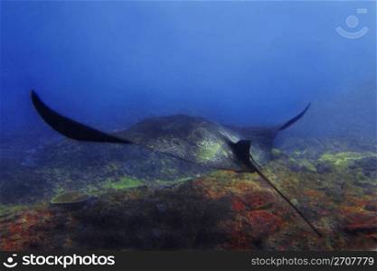 Manta ray at Manta Point divesite, Bali, Indonesia