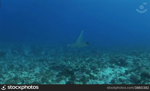 Mantarochen, Riesenmanta (Manta birostris), Mantaray, im Meer, am Korallenriff.