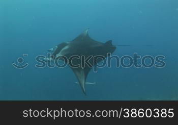 Mantarochen, Riesenmanta (Manta birostris), Mantaray, im Meer, am Korallenriff.