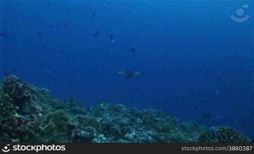 Mantarochen, Riesenmanta (Manta birostris), Mantaray, im Meer, am Korallenriff.