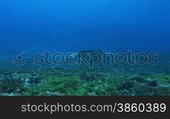 Mantarochen, Riesenmanta (Manta birostris), Mantaray, im Meer, am Korallenriff.