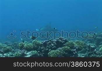 Mantarochen, Riesenmanta (Manta birostris), Mantaray, zwischen anderen Fischen im Meer.