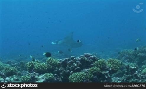 Mantarochen, Riesenmanta (Manta birostris), Mantaray, zwischen anderen Fischen im Meer.
