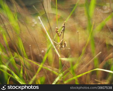 mantis in the grass