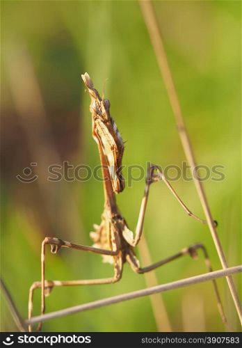 mantis in the grass