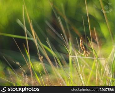 mantis in the grass