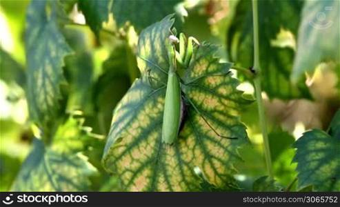 Mantis religiosa on the grapevine leaf