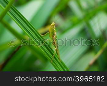 Mantis (Tenodera aridifolia sinensis)