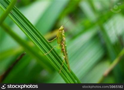 Mantis (Tenodera aridifolia sinensis)