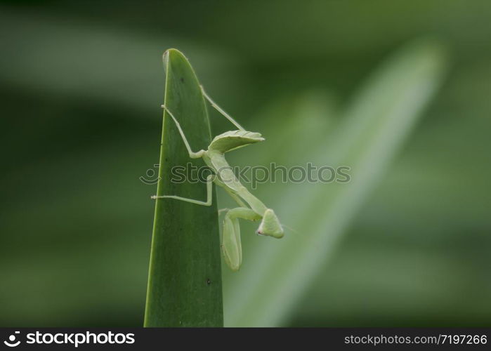 Mantodea is on a green leaf.