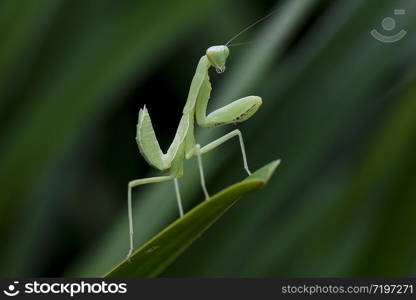 Mantodea is on a green leaf.