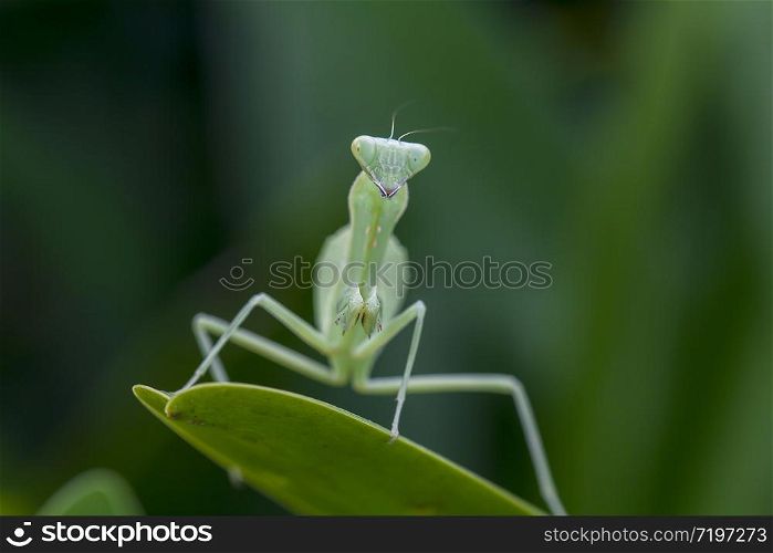 Mantodea is on a green leaf.