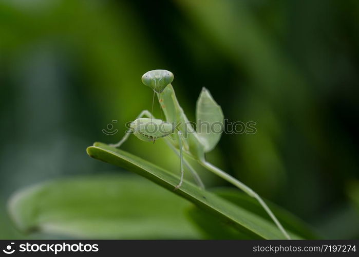 Mantodea is on a green leaf.