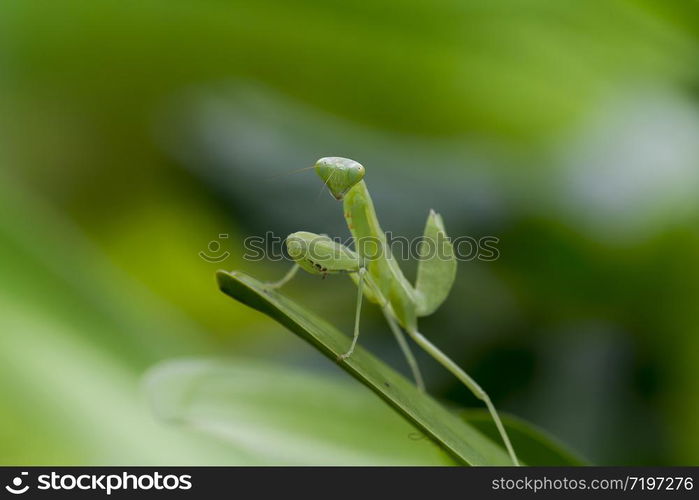 Mantodea is on a green leaf.