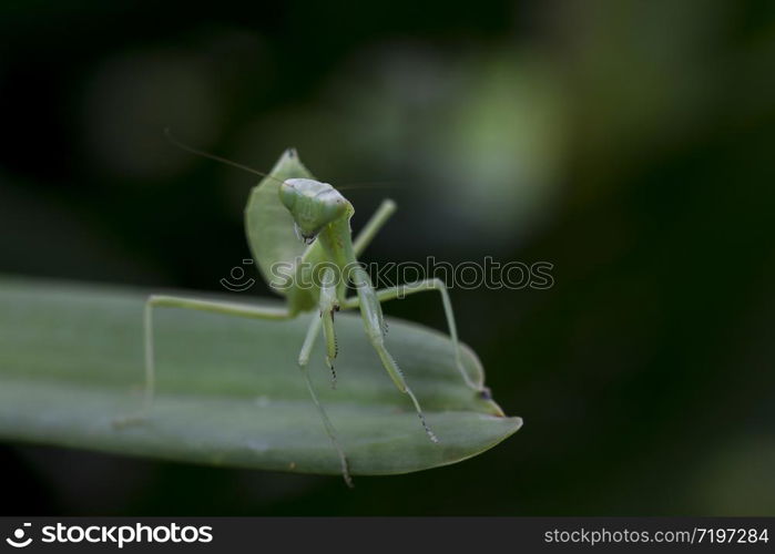 Mantodea is on a green leaf.