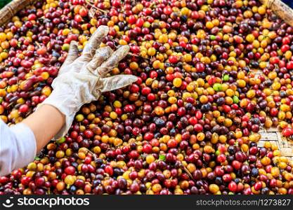 manual screening process coffee beans by hand and selective focus angle view shot