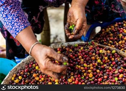 manual screening process coffee beans by hand and selective focus angle view shot