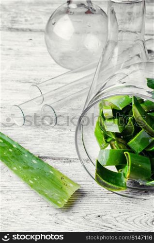 Manufacture of natural cosmetic products from the extract of fresh aloe leaf. Cut a stalk of aloe