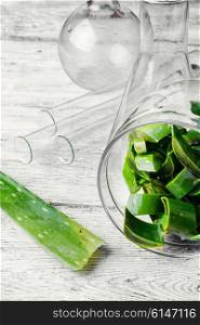 Manufacture of natural cosmetic products from the extract of fresh aloe leaf. Cut a stalk of aloe