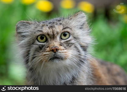 Manul or Pallas&rsquo;s cat, Otocolobus manul, cute wild cat from Asia.