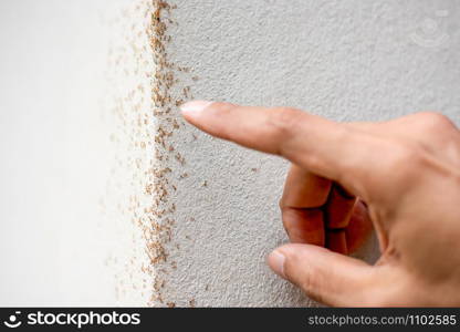 Many ant are walking on plaster walls. While there are men?s hands pointing.