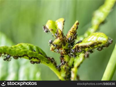 Many aphids on a plant leaf in nature. Close up