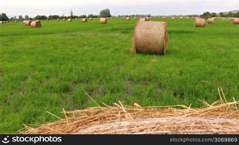Many bales in the field