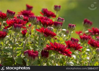 Many beautiful buds and open flowers of red carnations. beautiful red of Chrysanthemum flowers
