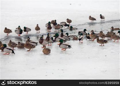 Many beautiful ducks on the frozen river in winter. Life ducks in winter