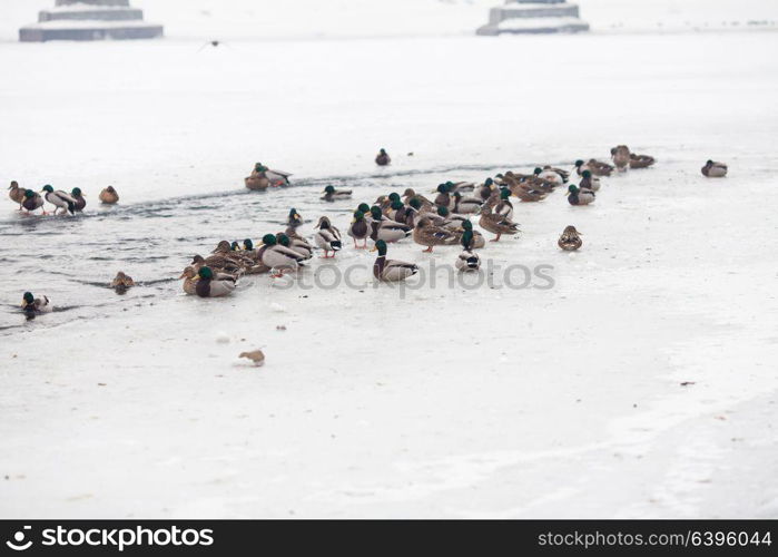 Many beautiful ducks on the frozen river in winter. Life ducks in winter