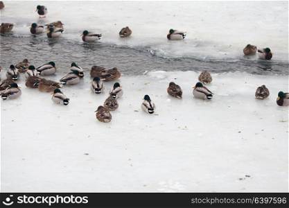 Many beautiful ducks on the frozen river in winter. Life ducks in winter