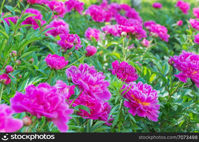 Many beautiful pink peony flowers on the flowerbed outdoors