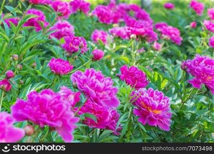 Many beautiful pink peony flowers on the flowerbed outdoors