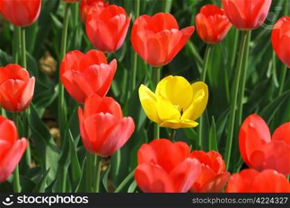 many beautiful red and single yellow tulips